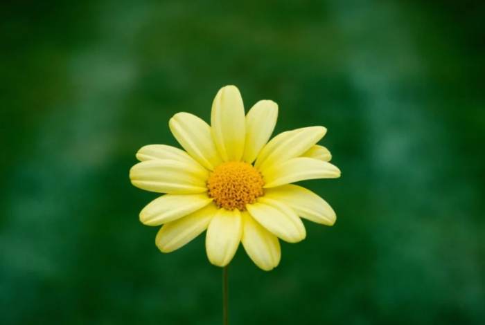 雛菊顏色花語 雛菊顏色花語