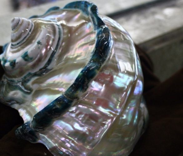 夜光貝打磨方法 夜光貝打磨方法