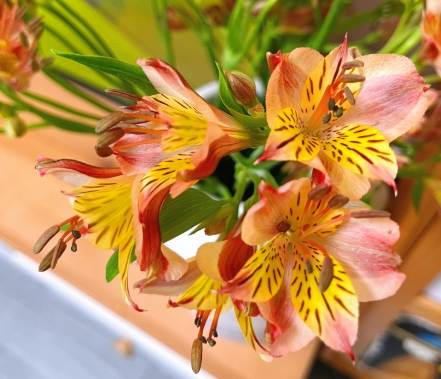 六出花養護 六出花養護