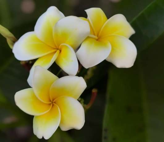 雞蛋花養護要點 雞蛋花養護要點