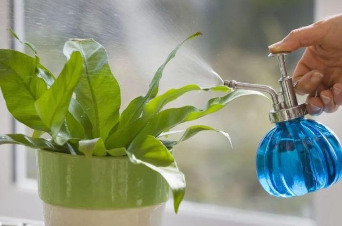 盆栽浇水频率 盆栽浇水频率