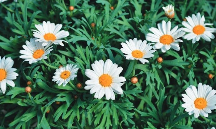 全年開花植物推薦 全年開花植物推薦