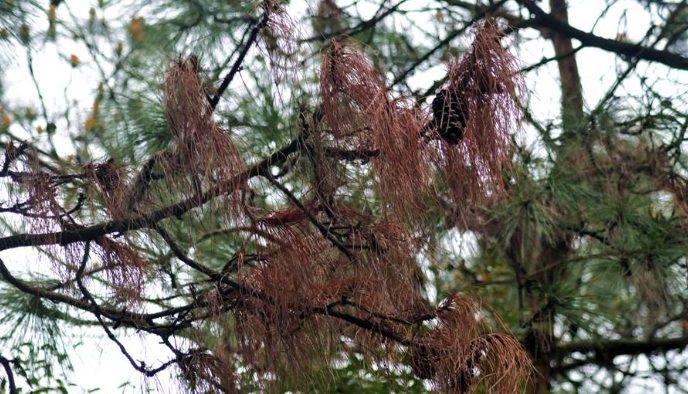 松樹養護方法 松樹養護方法