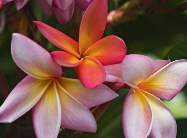 雞蛋花日照需求 雞蛋花日照需求