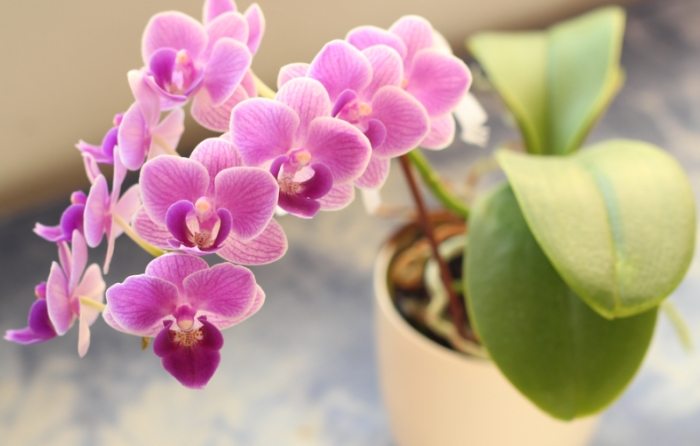 蘭花養護 蘭花養護