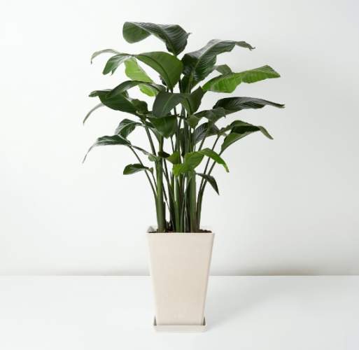 天堂鳥水養方法 天堂鳥水養方法