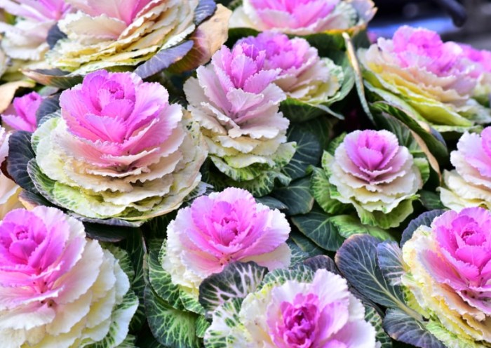 葉牡丹開花 葉牡丹開花