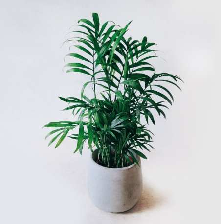 袖珍椰子種植 袖珍椰子種植