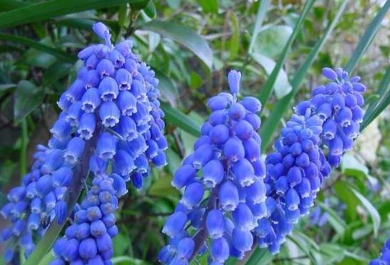 藍色桔梗象徵 藍色桔梗象徵