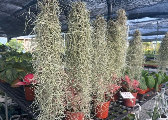 松蘿怎麼綁步驟 松蘿怎麼綁步驟