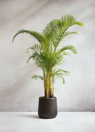 景觀椰子樹 景觀椰子樹