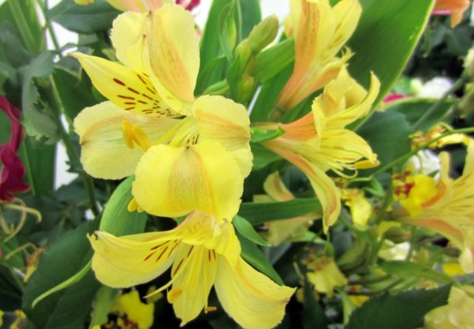 六出花品種 六出花品種