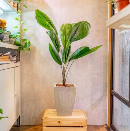 天堂鳥種植技巧 天堂鳥種植技巧