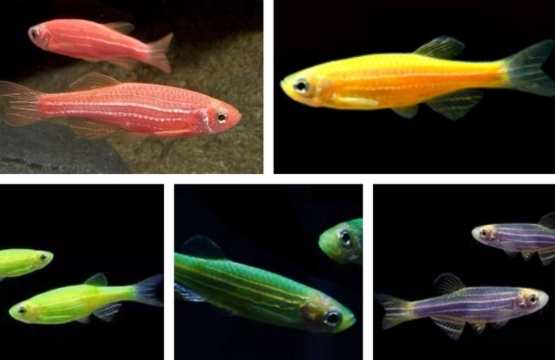 螢光魚飼養 螢光魚飼養