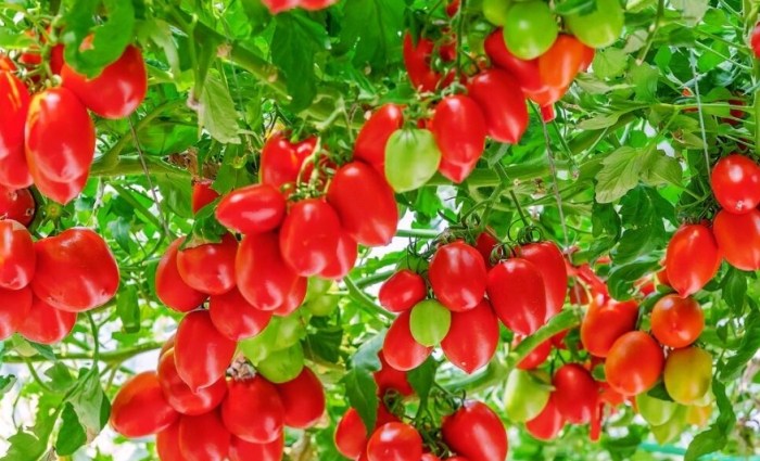 番茄種子繁殖 番茄種子繁殖