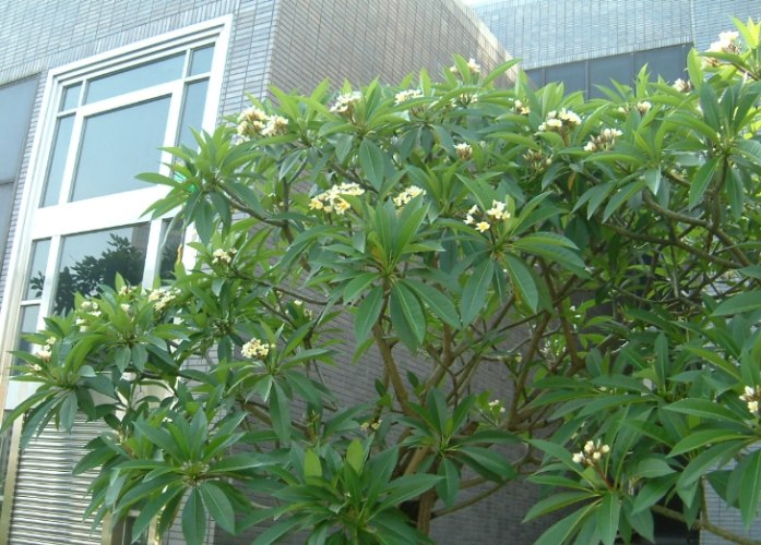 雞蛋花修剪 雞蛋花修剪