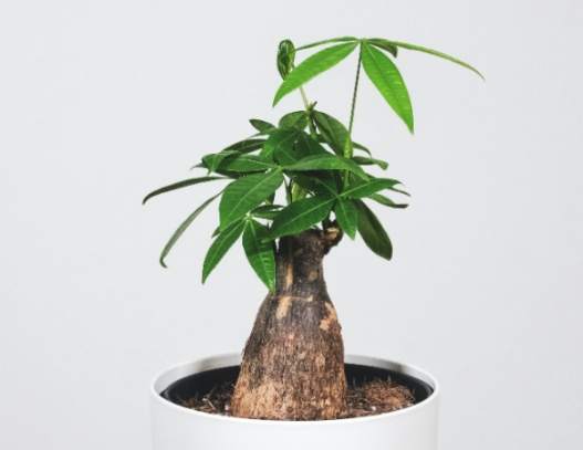 富貴竹風水擺放