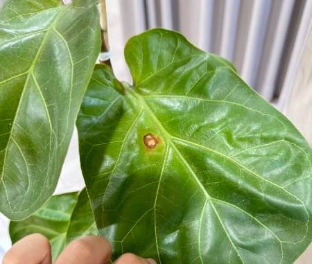 室內植物 葉枯病 室內植物 葉枯病