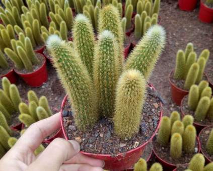 仙人掌種子播種方法