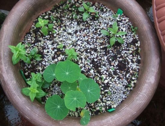 長壽梅換盆方法