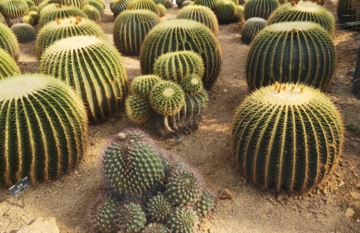 仙人掌變軟怎麼救 仙人掌變軟怎麼救