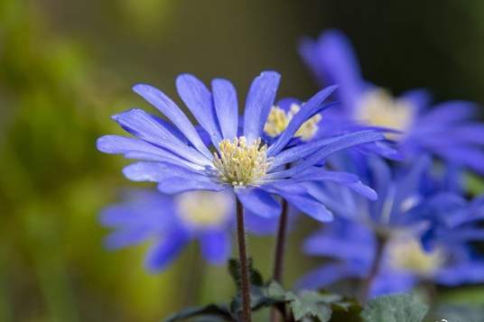 雛菊花語象徵 雛菊花語象徵