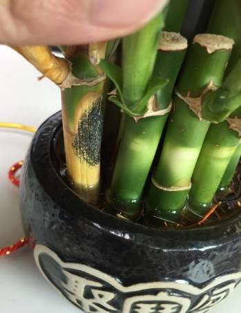 植物葉尖枯黃 植物葉尖枯黃