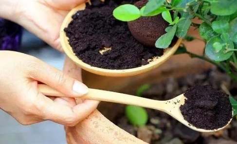 水培雞蛋花步驟 水培雞蛋花步驟