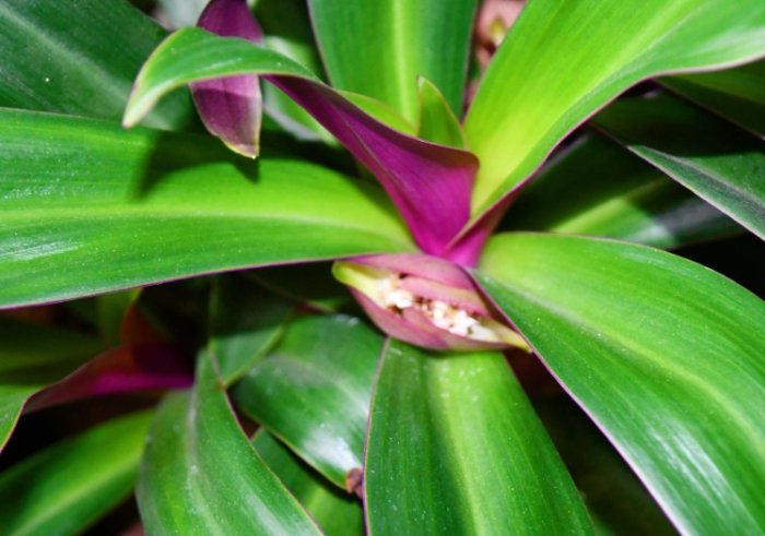 帝王萬年青病害