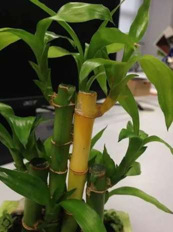 富貴竹黃葉處理