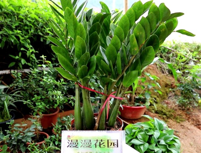 金钱树肥料 金钱树肥料