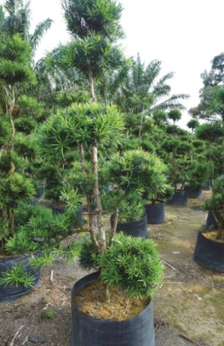 罗汉松造型设计