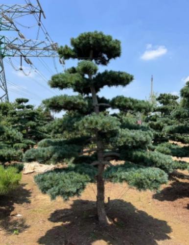 黑松日照不足症狀 黑松日照不足症狀