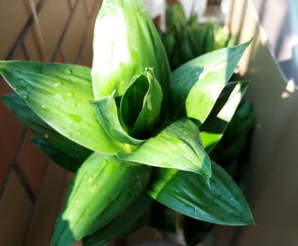 萬年青需要很多水嗎? 萬年青需要很多水嗎?