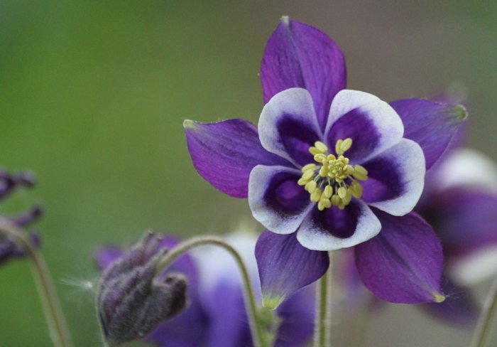 四季開花植物 四季開花植物