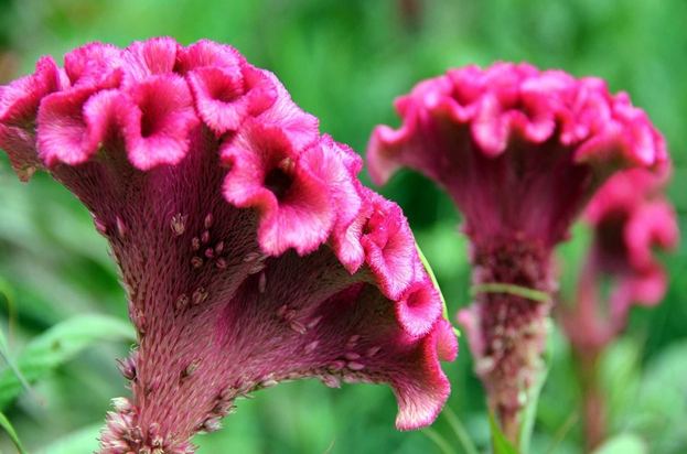 雞冠花病蟲害 雞冠花病蟲害
