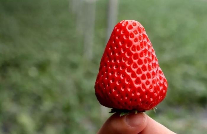 紅顏草莓種植技巧 紅顏草莓種植技巧