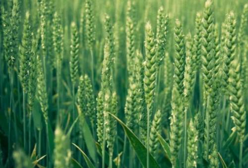 禾本科植物圖鑑