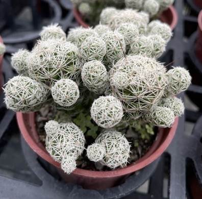 銀手指徒長處理