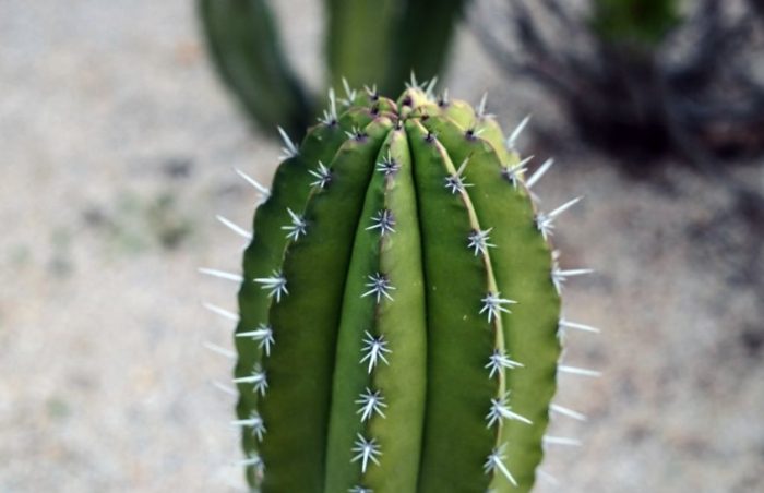仙人掌種子發芽條件