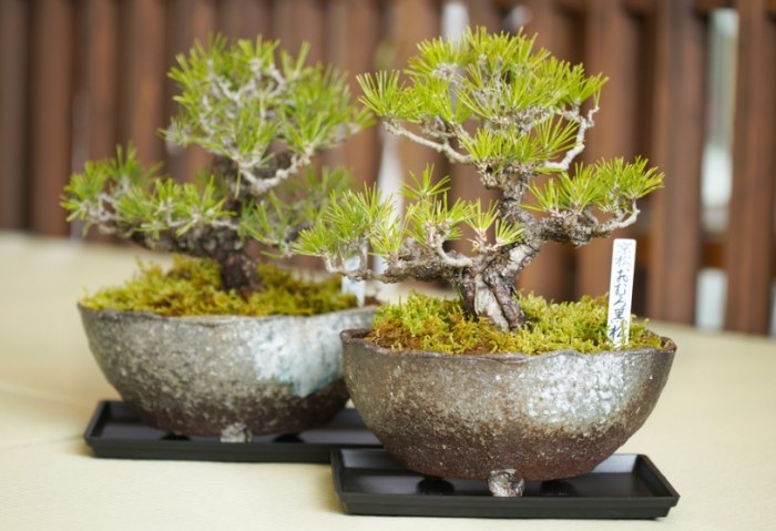 台灣盆景植物 台灣盆景植物