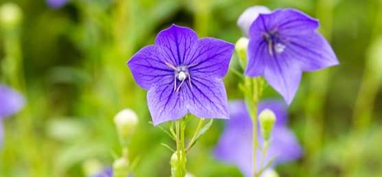 桔梗花色澤 桔梗花色澤