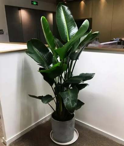 天堂鳥葉子變黑處理 天堂鳥葉子變黑處理