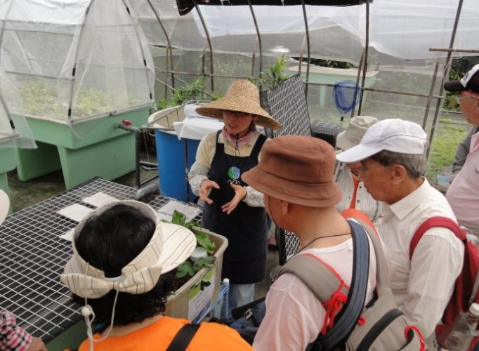 魚菜共生系統 魚菜共生系統