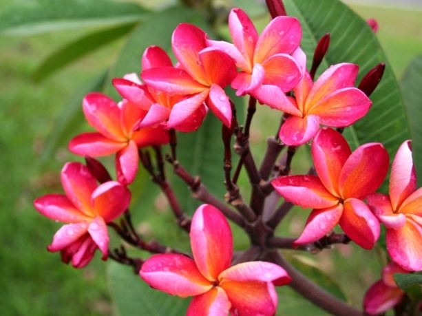 雞蛋花養護技巧 雞蛋花養護技巧