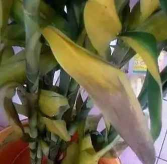 富貴竹養護方法