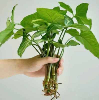 金璽美鐵芋種植