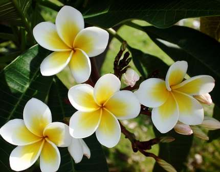植物曬傷治療 植物曬傷治療