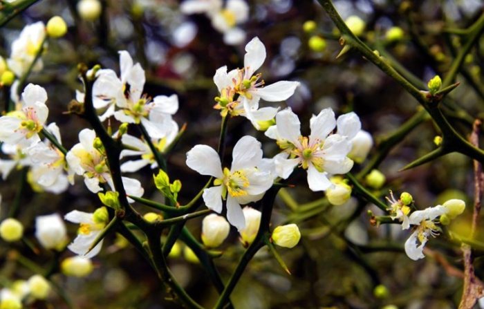 枳花種植 枳花種植