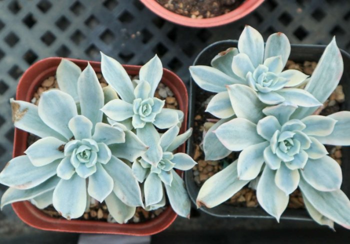 多肉介質調配方法